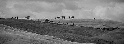 Monochrome Tuscany in 6x17 format, rows of trees in San Quirico D'Orcia