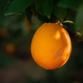 Orange Tree in the Spotlight by 7.2 Photography