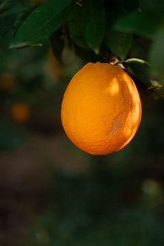 Orange Tree in the Spotlight by 7.2 Photography