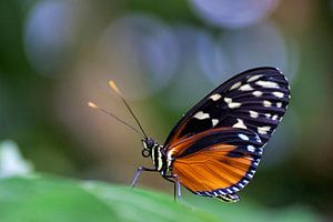 Orange Passionsschmetterling mit bokeh