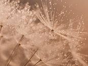Droplets sparkle in the warm light by Marjolijn van den Berg thumbnail