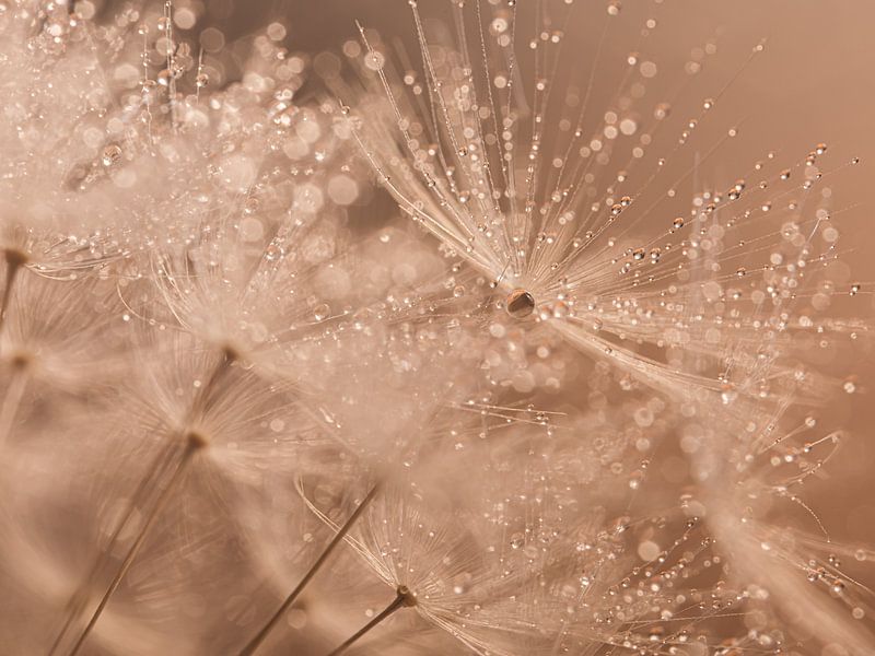 Droplets sparkle in the warm light by Marjolijn van den Berg