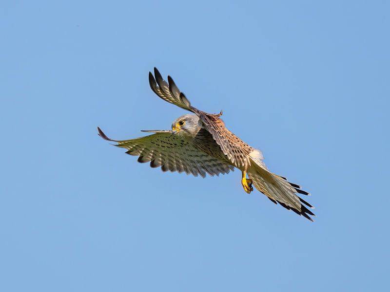 Kestrel in shaking flight by Teresa Bauer