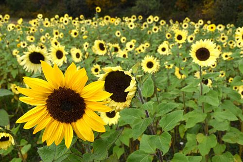 Un champ de fleur de tournesol
