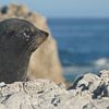 Zeehond in Kaikoura von Mark Sebregts