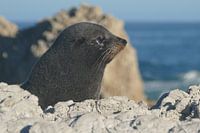 Kaikoura Seal