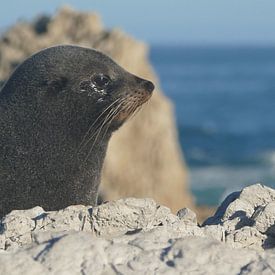 Kaikoura Seal by Mark Sebregts