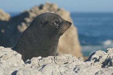 Zeehond in Kaikoura van Mark Sebregts