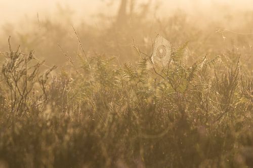 spinnenweb op de heide