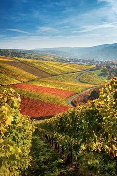 Vineyards in the sunset, autumn colors in the golden October