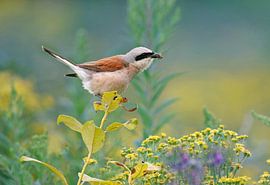 grauwe klauwier van Gejo Wassink