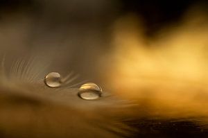 Gouttes d'or