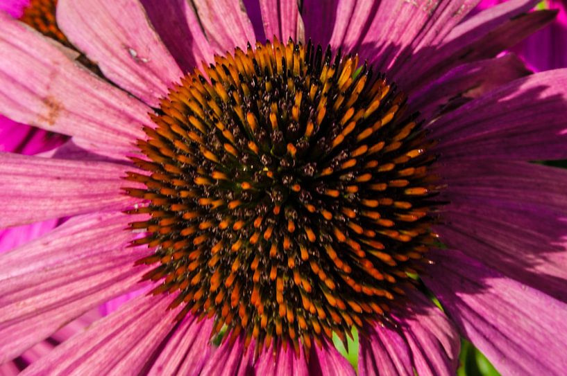Purple coneflower / Red mock coneflower by Norbert Sülzner