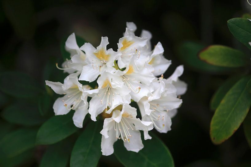Rhododendron par Thomas Jäger