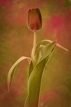 Une tulipe élégante sur Klaartje Majoor