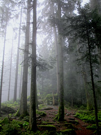 Mystischer Schwarzwald - Pfade der Stille V