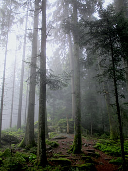 Mystischer Schwarzwald - Pfade der Stille V