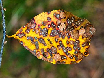 Colored autumn leaf