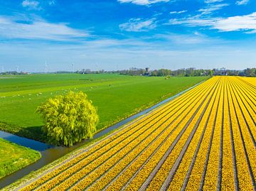 Blühende Tulpen auf einem Feld in Holland