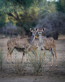 Kudu-Familie von Tom Zwerver