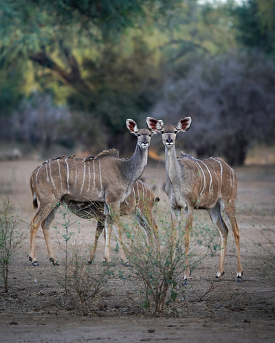 kudu family
