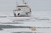 IJbeer    en expeditieschip  rond Spitsbergen von Peter Zwitser Miniaturansicht