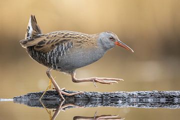 Wasserralle von Jasper Kok