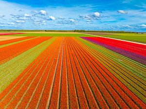 Tulpen in landwirtschaftlichen Feldern im Frühling von oben gesehen