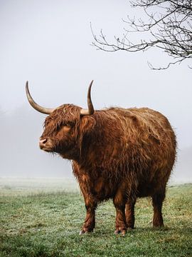 Schotse hooglander in de mist van Jasper van der Vos