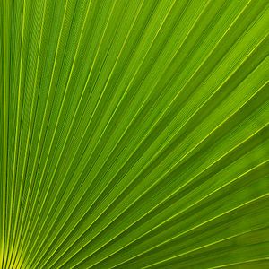 Feuille de palmier