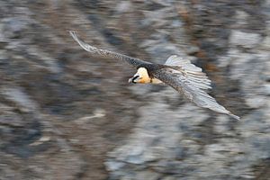 Gypaète barbu ( Gypaetus barbatus ), plan de vol dynamique ( dragueur ) Alpes suisses, faune et flor