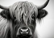 Schotse hooglander (rund) van Luc de Zeeuw thumbnail