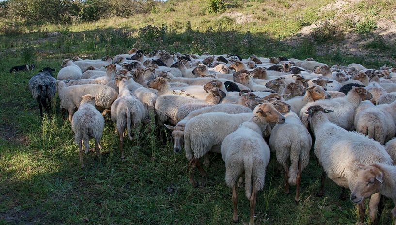 een kudde schapen van ChrisWillemsen