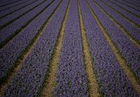 Bollenrijen