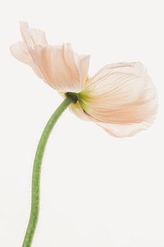 Mohn oder Mohn Unterseite lachsrosa