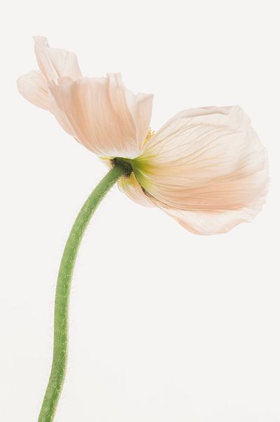 Mohn oder Mohn Unterseite lachsrosa von Mevrouw KiekkieK