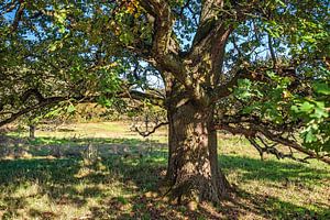 Mon ami l'arbre
