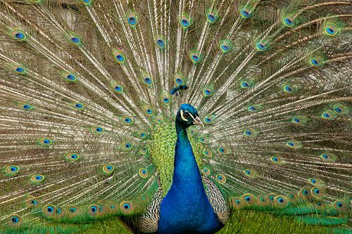 Pauw, Pavo cristatus. Blauwe Pauw