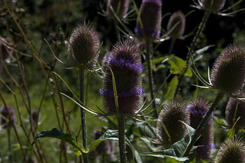 natur