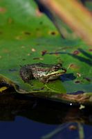 Grüner Frosch sitzt auf einem Seerosenblatt
