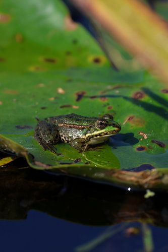 Grüner Frosch sitzt auf einem Seerosenblatt