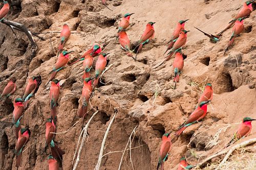 Carmine Bijeneter (Merops nubicoides) in de Okavango Delta, Botswana