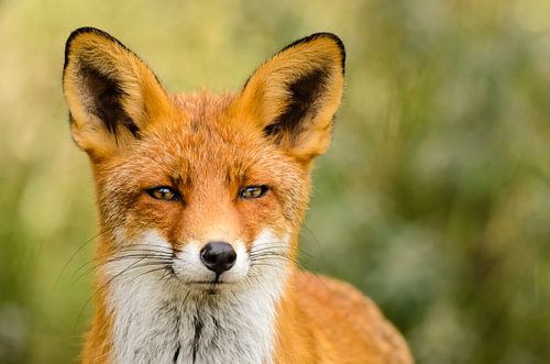Renard roux