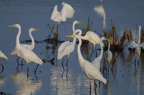 Grote witte zilverreigers