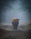 Scottish Highlander by Tom Zwerver thumbnail