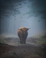 Schotse Hooglander
