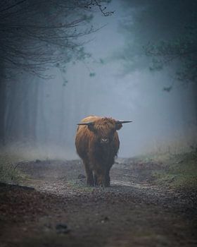 Scottish Highlander