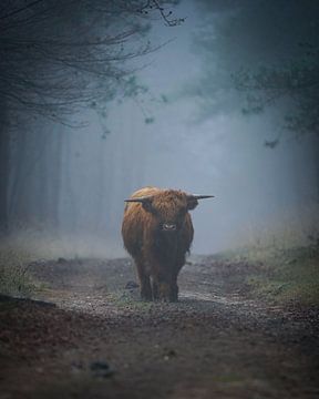 Schotse Hooglander van Tom Zwerver