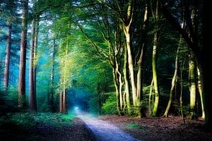 Kleurrijk Bos sur Rigo Meens