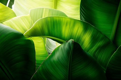 Groene bladeren